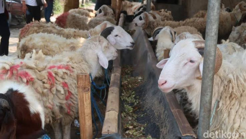 Kontak Qurban Anyer