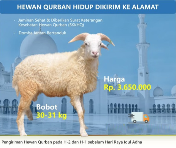 Kurban - Qurban Domba 