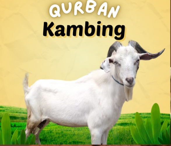 Kurban - Qurban Kambing 