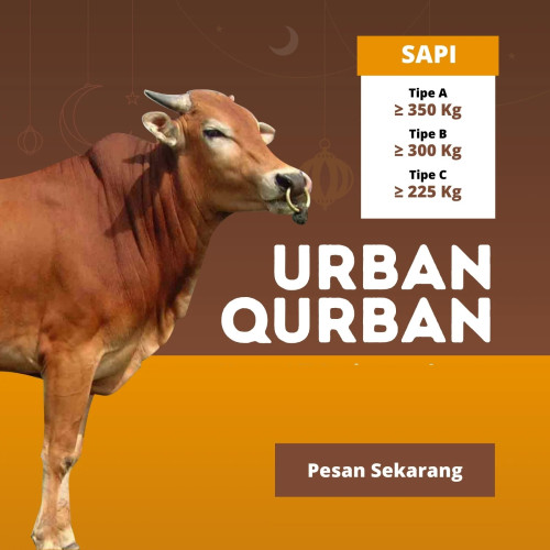 Kurban - Qurban Sapi 